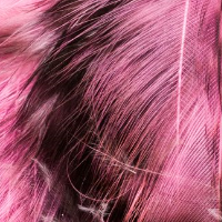Fluorescent Pink