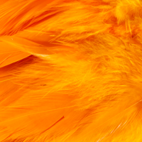 Fluorescent Orange