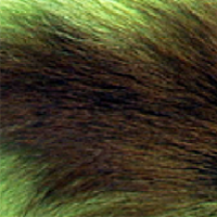 Fluorescent Chartreuse