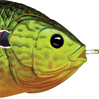 Fluorescent Pumpkinseed