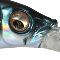 GG Threadfin Shad