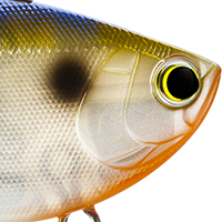 Ghost Bluegill