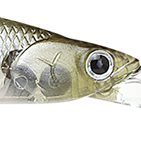 Ghost Minnow