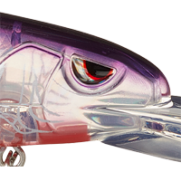 Ghost Purple Perch