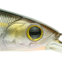 Ghost Threadfin Shad