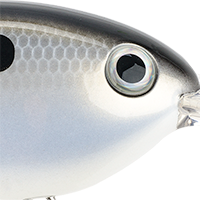 Gizzard Shad