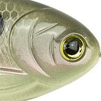 Gizzard Shad