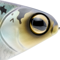 Gizzard Shad