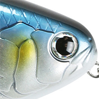 Gizzard Shad
