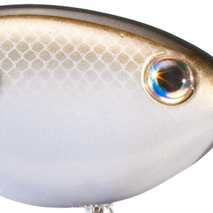 Gizzard Shad