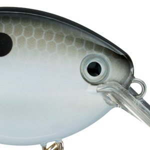 Gizzard Shad