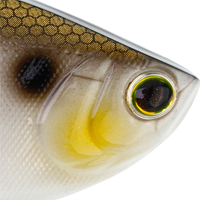 Gizzard Shad