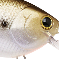 Gizzard Shad