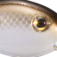 Gizzard Shad