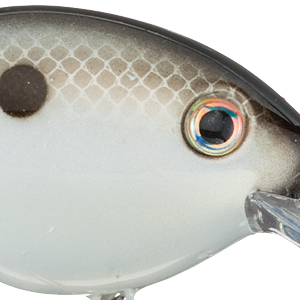 Gizzard Shad