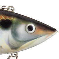 Gizzard Shad