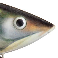 Gizzard Shad