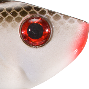 Gizzard Shad