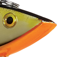 Gold/Black/Orange Belly