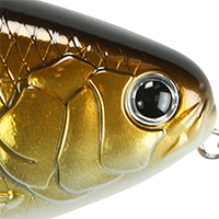 Golden Shiner