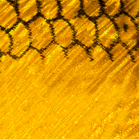Golden Shiner