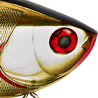 Golden Shiner