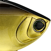 Golden Shiner