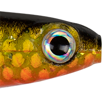 Gold Fluorescent Perch UV