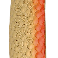 Gold/Orange Nu-Wrinkle