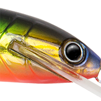 Gold Perch