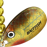 Gold Shiner