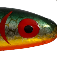 Gold Shiner