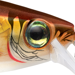 Gold Shiner
