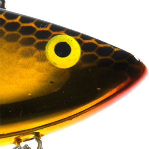 Gold Shiner