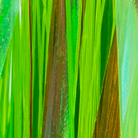 Green Chartreuse