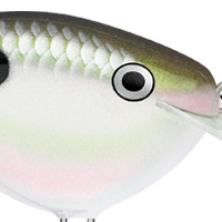 Green Gizzard Shad