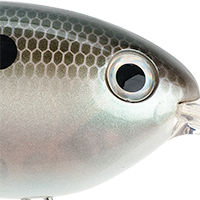 Green Gizzard Shad