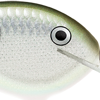 Green Gizzard Shad