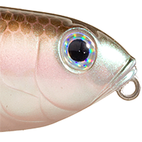 Green Gizzard Shad