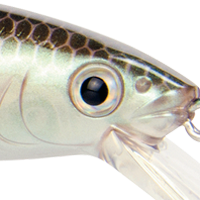 Green Gizzard Shad