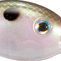 Green Gizzard Shad