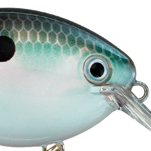 Green Gizzard Shad