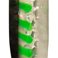 Green Glow Alewife