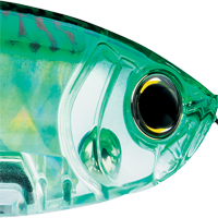Green Mackerel