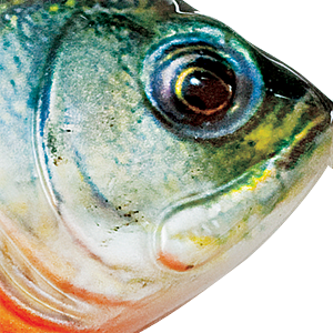 Green Perch