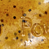 Green Pumpkin