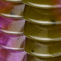 Green Pumpkin/Purple Swirl
