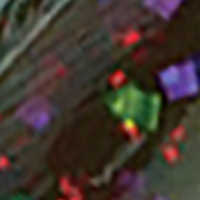 Green Pumpkin Candy Red