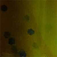 Green Pumpkin/Chartreuse Swirl