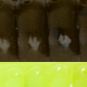Green Pumpkin Chartreuse Tail